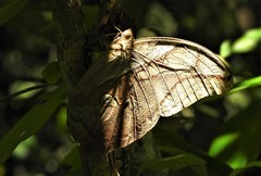 Eryphanis automedon