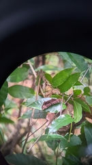 Achlyodes
