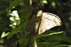 Eryphanis automedon