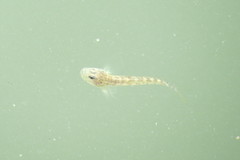 Microgobius gulosus