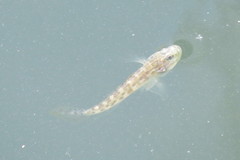 Microgobius gulosus