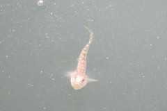 Microgobius gulosus