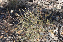 Vittadinia pterochaeta