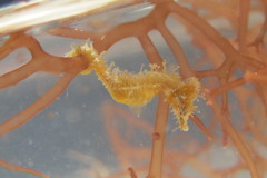 Hippocampus zosterae