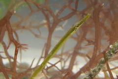 Syngnathus floridae