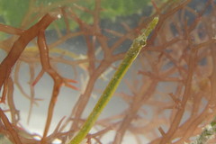Syngnathus floridae
