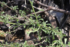 Vittadinia pterochaeta