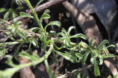 Vittadinia pterochaeta