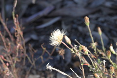 Vittadinia pterochaeta