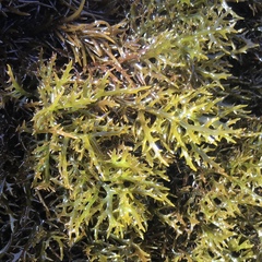 Chondracanthus