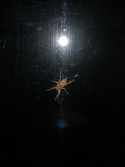 Anyphaenidae