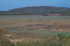 Tecticornia australasica