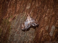 Hylebatis scintillifera