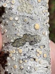Lecanora pacifica