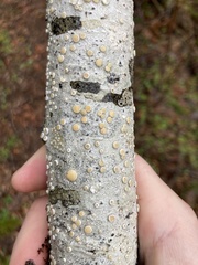 Lecanora pacifica