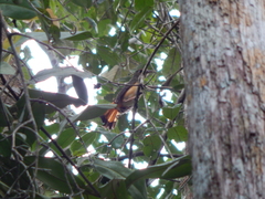 Copsychus pyrropygus