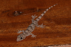 Hemidactylus mercatorius