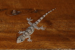 Hemidactylus mercatorius