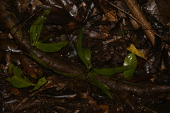 Sarcochilus falcatus