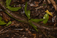 Sarcochilus falcatus