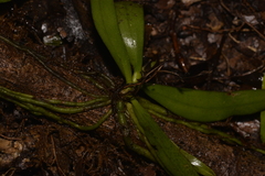 Sarcochilus falcatus