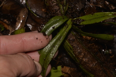 Sarcochilus falcatus