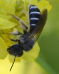 Halictus farinosus