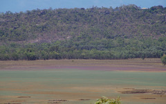 Tecticornia australasica
