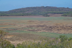Tecticornia australasica