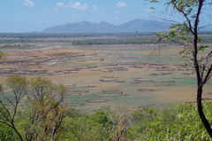 Tecticornia australasica
