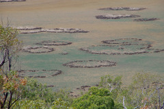 Tecticornia australasica