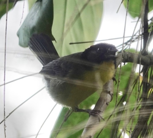 Black-fronted Brushfinch (Atlapetes nigrifrons), photo 10