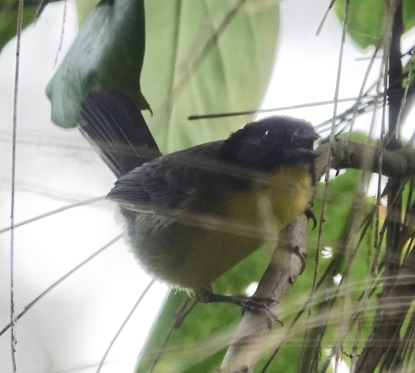 Black-fronted Brushfinch (Atlapetes nigrifrons), photo 8