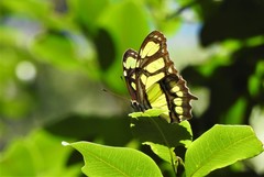 Siproeta stelenes
