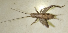Gryllidea