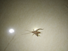 Gryllidea