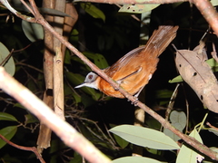 Pellorneum capistratum