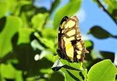 Siproeta stelenes