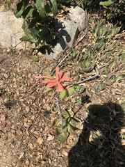 Aloe maculata