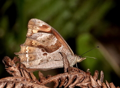 Lasiophila zapatoza