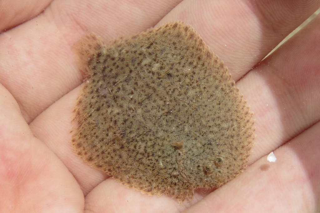 Lined Sole