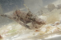 Monacanthus ciliatus