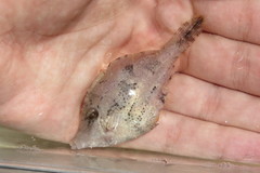 Monacanthus ciliatus