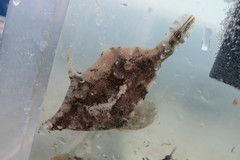 Monacanthus ciliatus