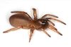 Wafer-lid Trapdoor Spiders - Photo (c) Nikie Scott, some rights reserved (CC BY-NC), uploaded by Nikie Scott