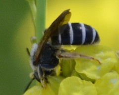 Halictus farinosus