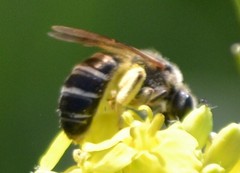 Halictus farinosus