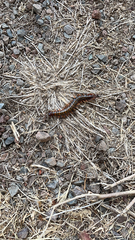 Scolopendra subspinipes