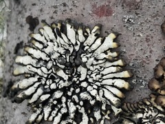 Hypogymnia occidentalis
