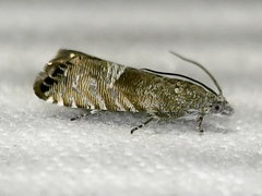 Sereda tautana